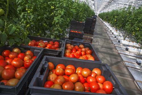 トマト 種取り 方法