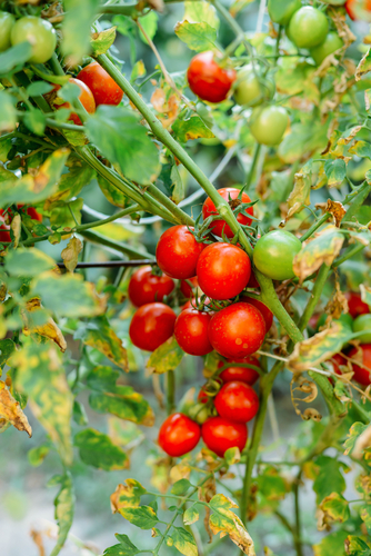 家庭菜園 トマト やり方