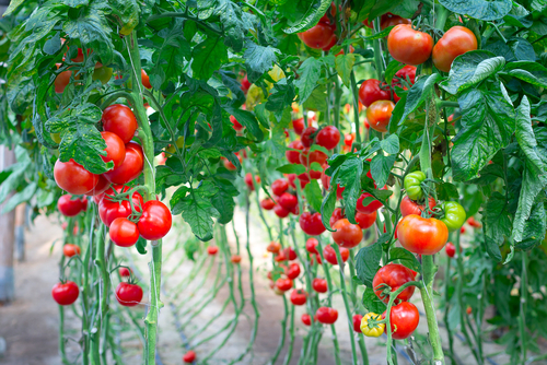 トマト 葉 花 遺伝子 多い