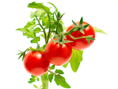 トマト 冬 食べ方 育て方 栄養
