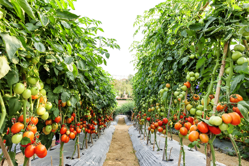 トマト 日本 生産量 産地
