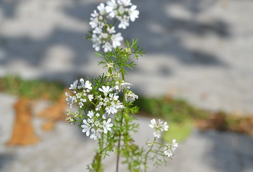 パクチーの栽培について考えよう 花と収穫の関係は 野菜大図鑑