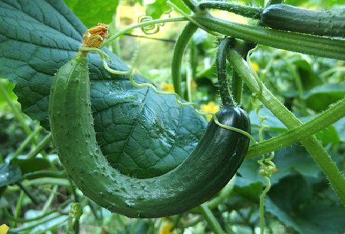 きゅうりのプランター 追肥をする時期は 野菜大図鑑