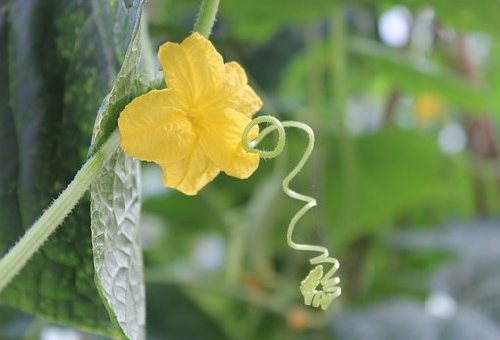 きゅうりの受粉 方法とは 野菜大図鑑