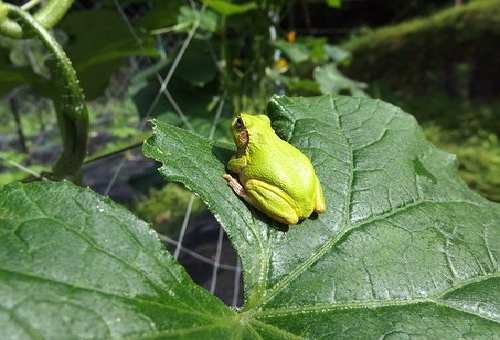 きゅうりネットの張り方ってどうするの どうして必要なの 野菜大図鑑