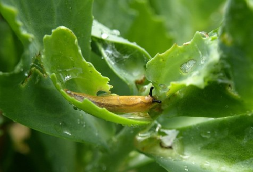 キャベツの中に潜む黒く細長い虫 駆除方法は 野菜大図鑑