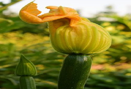 ズッキーニの雄花と雌花 見分け方とは 野菜大図鑑