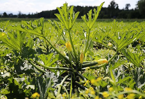 ズッキーニの受粉のやり方 コツとは 野菜大図鑑