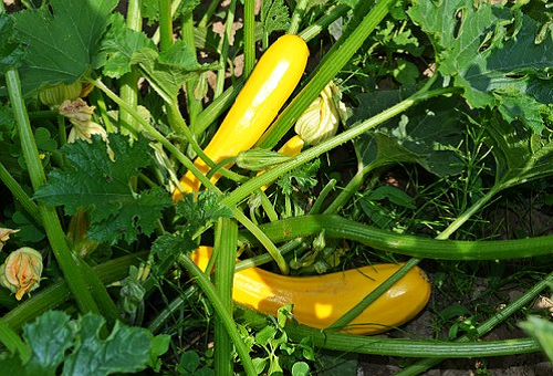 ズッキーニ オーラム の種 どんな育て方なの 野菜大図鑑