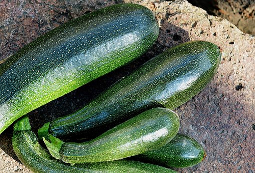 ズッキーニの品種 人気の ダイナー を詳しく紹介 野菜大図鑑