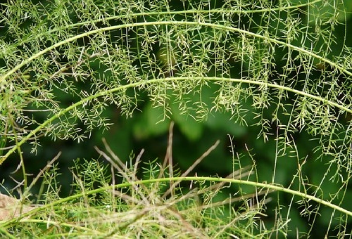 アスパラガス スプレンゲリー 地植え 育て方 花