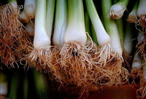 長ネギの栽培 細いままで太くなってくれない原因と対策について 野菜大図鑑