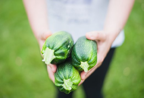 ズッキーニの栽培 難易度はどれくらい 野菜大図鑑