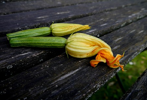ズッキーニの雄花の保存方法は 花ズッキーニについて 野菜大図鑑