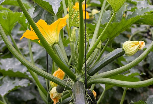 ズッキーニの収穫の期間や仕方は ズッキーニの1株で採れる収穫本数は 野菜大図鑑