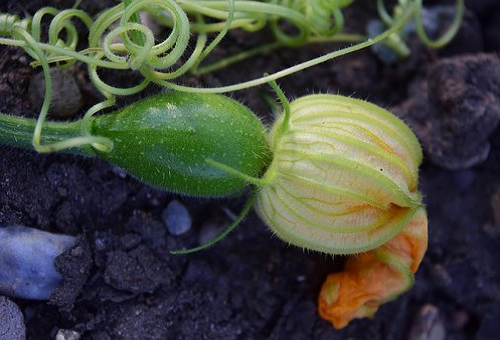 ズッキーニの実が大きくならない原因は ズッキーニの実を大きくさせるには 野菜大図鑑