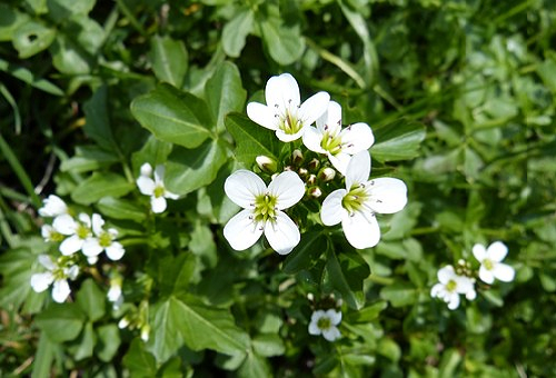 クレソンの栽培について 花が咲く時期はいつ頃 野菜大図鑑