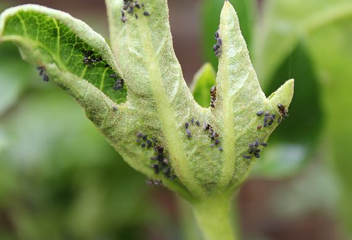 春菊に付いた虫 取り方は 野菜大図鑑