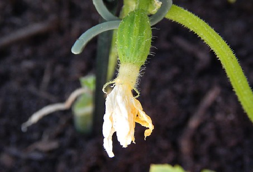 きゅうりの花が枯れる原因は 受粉はさせたほうがいいのか 野菜大図鑑