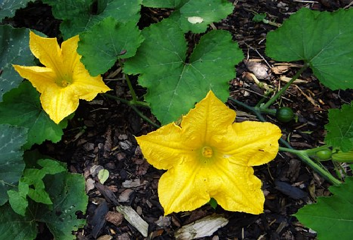 きゅうりの花と葉の特徴は 大きさはどれくらい 野菜大図鑑