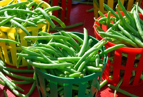 インゲンの収穫方法は 栽培時期は 野菜大図鑑