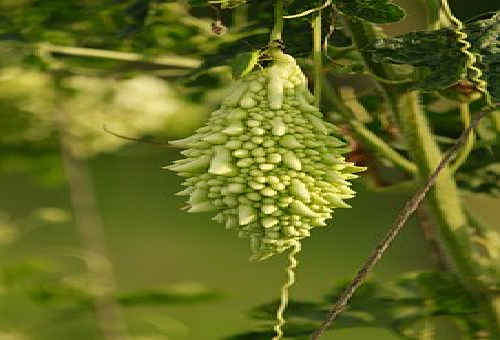 ゴーヤの栽培方法のコツ 栽培期間は 野菜大図鑑