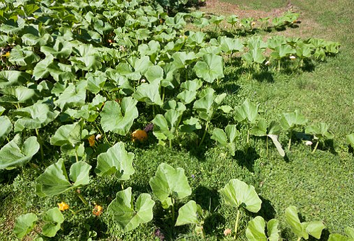 かぼちゃ 栽培 虫 肥料 与え方 タイミング