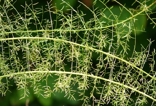 アスパラガス 観葉植物 種類