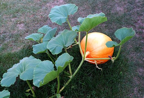 かぼちゃを栽培していたらうどんこ病になった 症状や治療法とは 野菜大図鑑