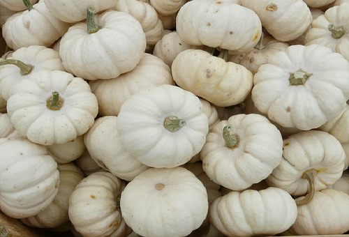 かぼちゃの白いのや甘いの 品種は何と言うの 野菜大図鑑