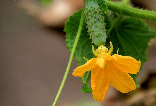 きゅうりの受粉 方法は 野菜大図鑑