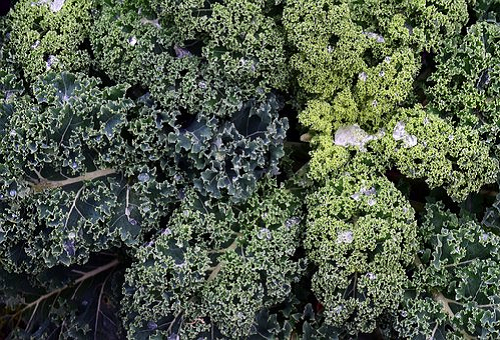 ケールの栽培 農家では 野菜大図鑑