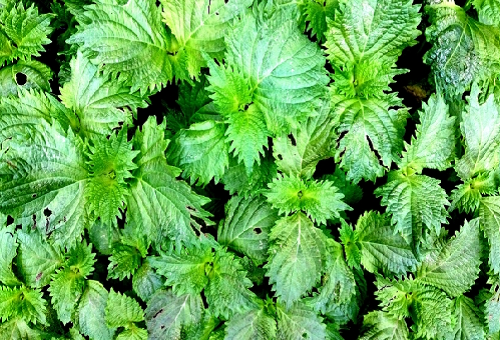 しそ栽培方法の種類は しその芽の間引きについて 野菜大図鑑 しそ栽培方法の種類は しその芽の間引きについて 野菜大図鑑