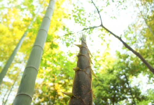 たけのこの増やし方 家の庭に竹を植えるとよくない理由とは 野菜大図鑑