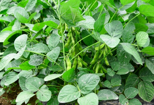 枝豆の栽培 作り方は 土は カビは生えてしまうの 正しい洗い方について 野菜大図鑑