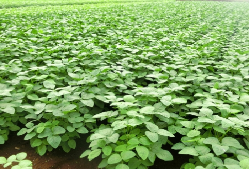 枝豆を農家のように栽培したい 方法を教えます 野菜大図鑑