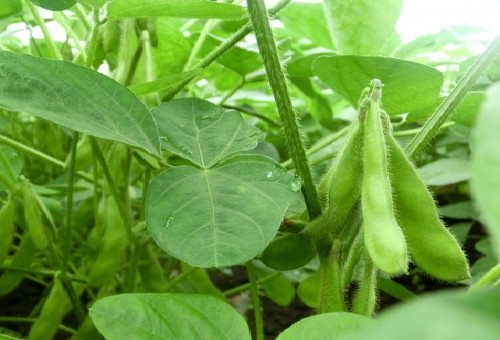 枝豆の摘心のやり方とコツとは 枝豆の摘心のオススメな時期や効果について 野菜大図鑑