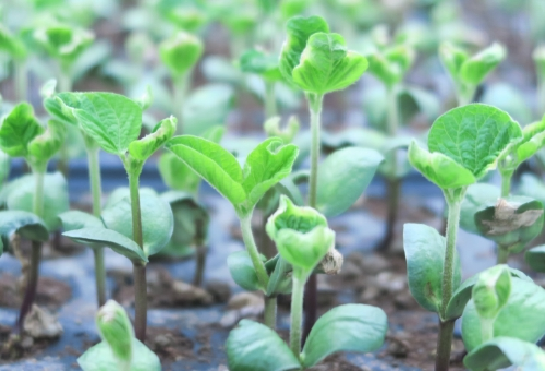 枝豆の育て方 種蒔きの時期とは 間引きは必要 野菜大図鑑