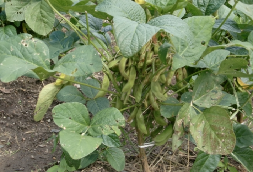 枝豆の葉やさやが変色した 原因とは 野菜大図鑑