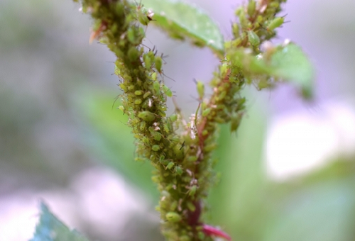 春菊に付く害虫 アブラムシやハモグリバエの駆除方法は 農薬は必要 野菜大図鑑