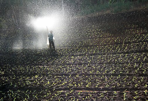 春菊の種類と栽培方法は 移植や水やり 肥料の与え方は 野菜大図鑑