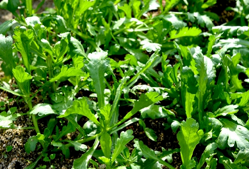 春菊も病気にかかる 菌核病や葉枯病の原因と対策は 野菜大図鑑