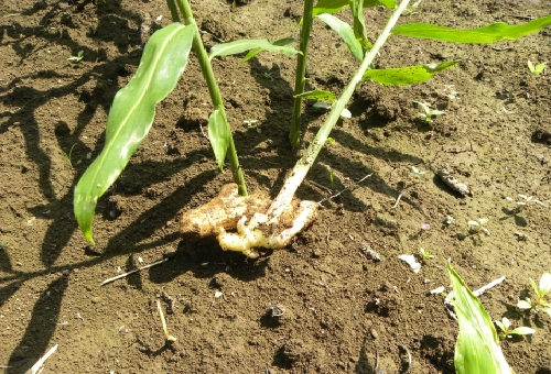 生姜のプランター栽培 害虫について 野菜大図鑑