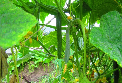 きゅうりの追肥で枯れる 原因と対策は 野菜大図鑑