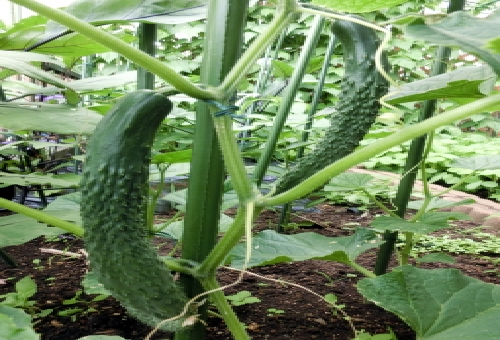 きゅうりの肥料はいつ与える やり方とポイントについて 野菜大図鑑