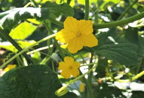 きゅうりの摘心方法 時期は 野菜大図鑑