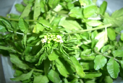 栄養あるクレソン 茎や根の食べ方は 野菜大図鑑