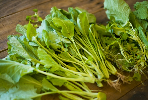 クレソンとドクゼリの違いは タネツケバナってどんなの 野菜大図鑑