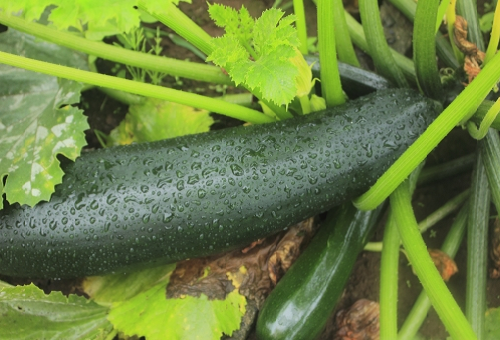 ズッキーニの追肥方法 プランターでは 野菜大図鑑