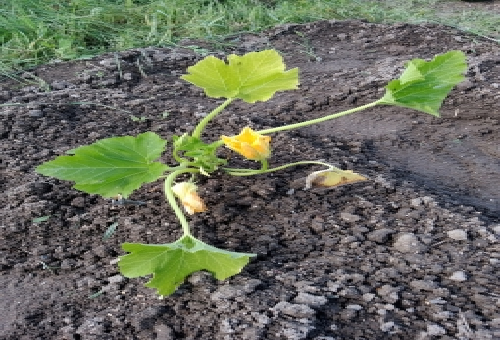 ズッキーニの苗 値段や選び方について 野菜大図鑑